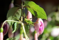 Spring time @ Camping Auf Kengert Larochette Luxemburg