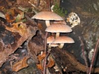 Herfst @ Camping Auf Kengert Larochette Luxemburg