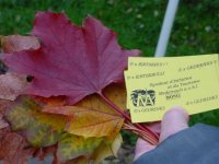 Herfstwandeling @ Camping Auf Kengert Larochette Luxemburg